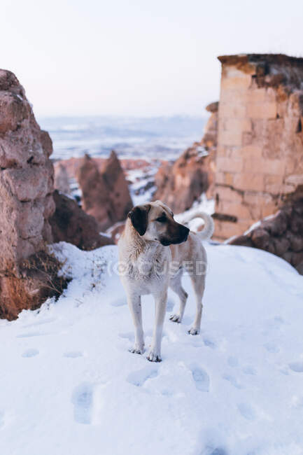 Obedient Anatolian Shepherd standing on white snow and looking away on winter day in rocky terrain in Turkey — Stock Photo