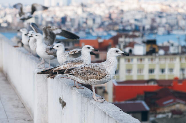 Wild seagulls sitting on grungy cement barrier on blurred background of coastal town in Turkey — Stock Photo