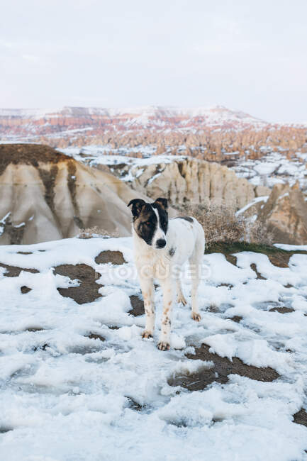 Високий кут самотньої тихої собаки-тер'єра, що відвернувся, стоячи на сніговому пагорбі проти туманних гір у спеку в Туреччині. — стокове фото