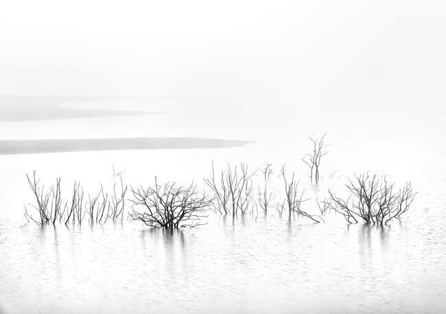 Arbustos y árboles sin hojas en blanco y negro que crecen en el agua del estanque en el día de niebla - foto de stock