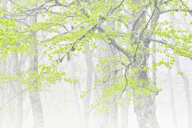 Живописный вид пышных деревьев с зеленой листвы растет в туманном лесу в летнее время — стоковое фото