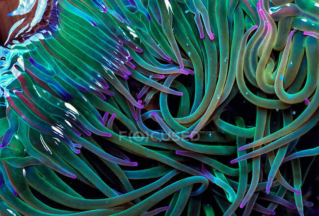 Fundo de quadro completo de anêmona do mar com tentáculos verdes e roxos em mar profundo — Fotografia de Stock