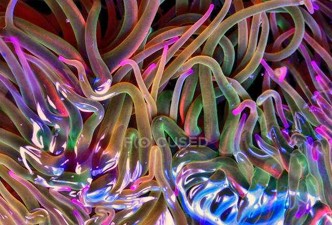 Повнокадровий фон морського анемона з зеленими та фіолетовими щупальцями в глибокому морі — стокове фото