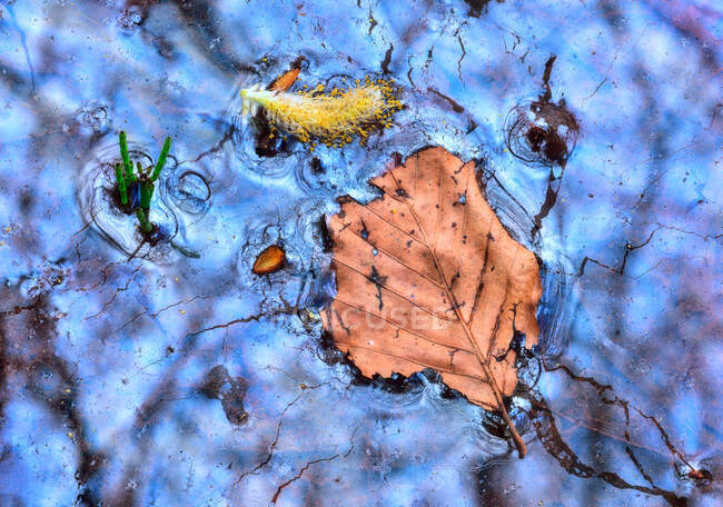 Closeup infrared withered leaf and seeds floating on surface of puddle of water — Stock Photo