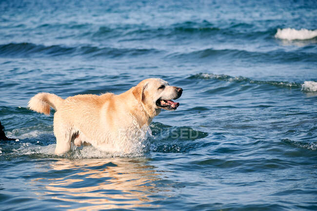 Щасливий лабрадорський собака-ретривер з мокрим хутром біжить у морі і розбризкує воду в сонячний день — стокове фото
