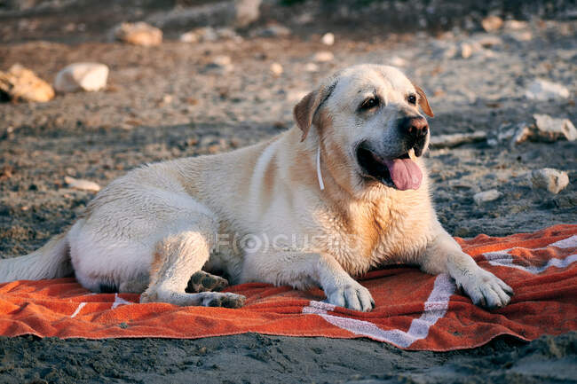 Liebenswerter Labrador Retriever Hund liegt im Sommer abends auf Handtuch am Strand — Stockfoto