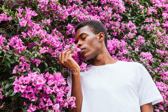 Angolo basso di spensierato maschio afroamericano godendo profumo aromatico di fiori rosa bouganville nel parco estivo — Foto stock