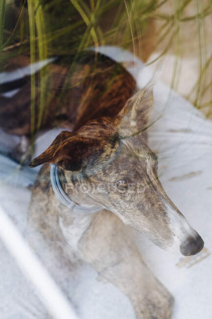 Через склянку собаки Greyhound, що розслабляється на м'якій подушці, розміщеній на підлозі біля вікна в будинку — стокове фото