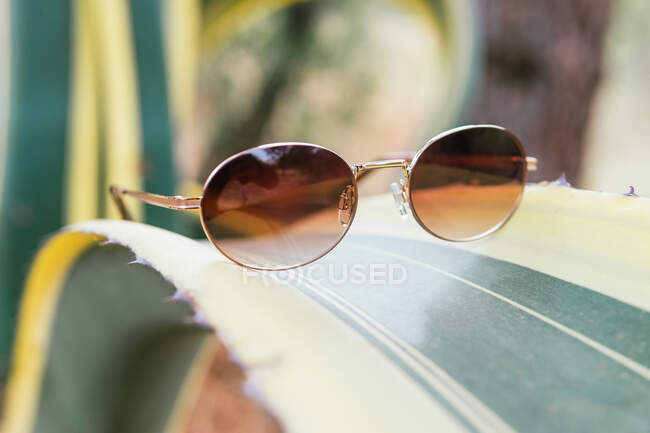 Vista lateral de unas gafas de sol sobre una hoja de cactus - foto de stock