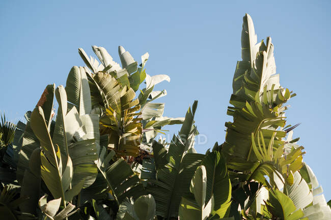 Снизу пальмы с зелеными листьями, растущими в тропическом саду на фоне закатного неба летом — стоковое фото