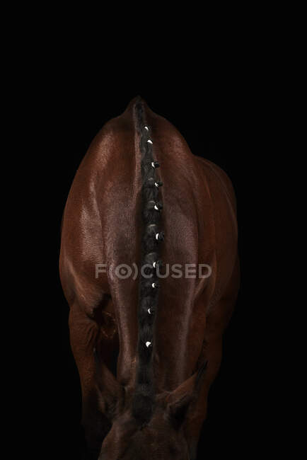 Crop cavallo marrone con criniera creativa in piedi su sfondo nero in fienile in campagna — Foto stock