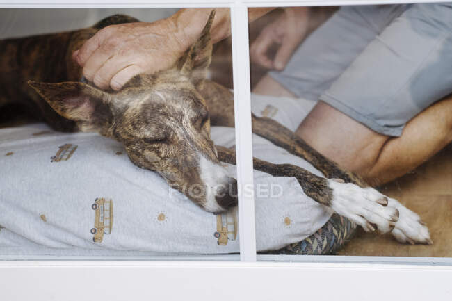 Через вікно урожаю анонімний власник чоловічої статі гладив чарівного собаки Грейхаунд лежачи на подушці на підлозі з закритими очима. — стокове фото