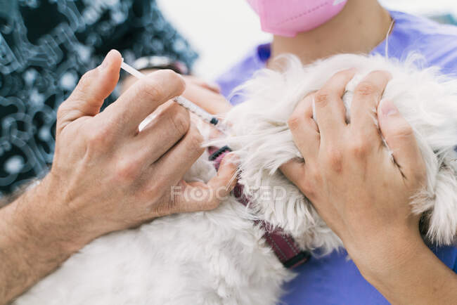 Анонімний ветеринарний лікар з помічником по лікуванню білої пухнастої собаки і проведення вакцинації під час прийому у ветеринарній клініці — стокове фото