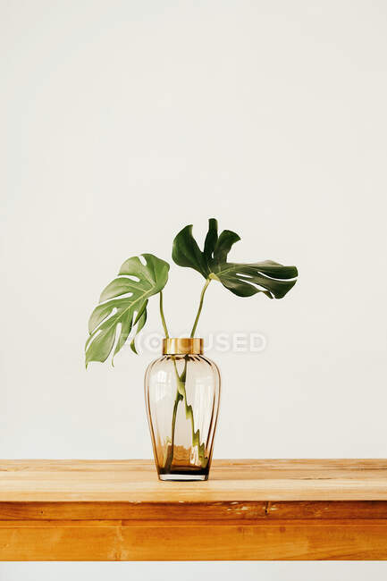 Feuilles vertes fraîches de plantes tropicales dans un vase en verre placé sur une table en bois contre un mur blanc — Photo de stock