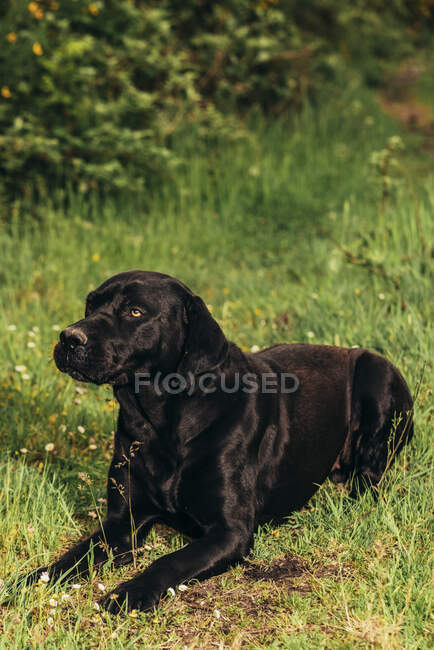 Von oben ein schwarzer Labrador Retriever, der tagsüber auf einer grünen Wiese neben gelben Pflanzen und Sträuchern auf dem Land liegt — Stockfoto