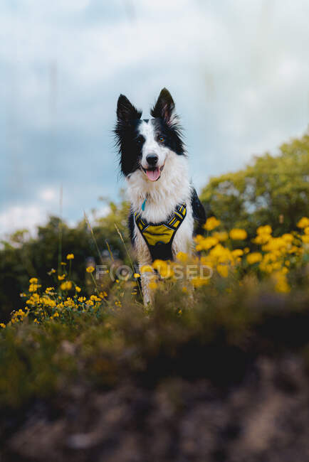 Close-up de um cão collie fronteira em pé através da floresta — Fotografia de Stock