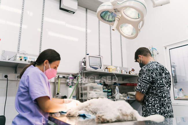 Cirujano veterinario masculino experto concentrado que lleva a cabo la cirugía para perro en la mesa de operaciones mientras trabaja con el asistente en el hospital veterinario - foto de stock