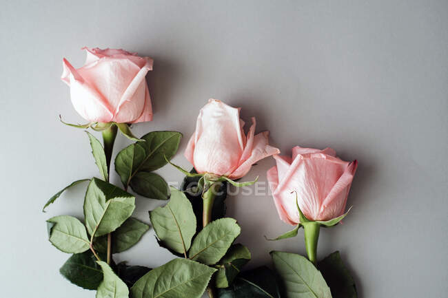 De acima mencionadas rosas rosa com folhas verdes deitadas na mesa — Fotografia de Stock