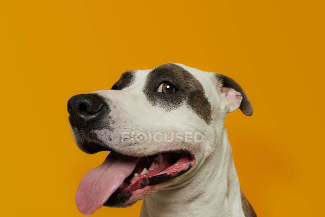 Funny american stanford looking at camera over yellow background — Stock Photo