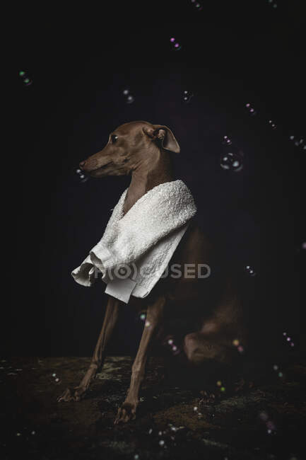 Adorable small Italian piccolo dog with towel getting ready for the bath on dark background full with soap bubbles — Stock Photo