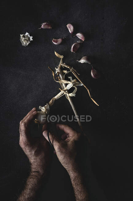 Von oben zugeschnittene unkenntliche Person Hände, die einen Strauß frischer lila Knoblauchzehen vor dunklem Hintergrund arrangieren — Stockfoto
