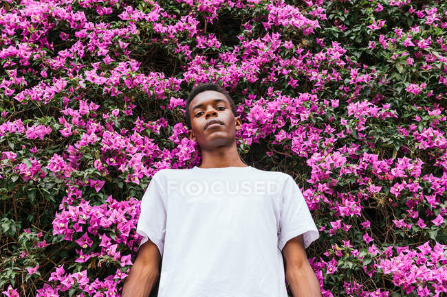 Baixo ângulo de masculino afro-americano imemocional olhando para a câmera no verão florescendo parque com flores cor de rosa bougainvillea — Fotografia de Stock