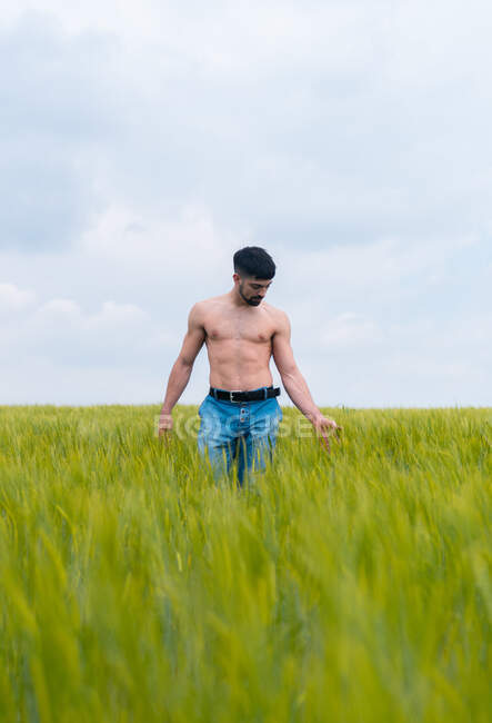 Homem calmo com tronco muscular nu tocando topos de grama andando no campo verde contra o céu nublado — Fotografia de Stock