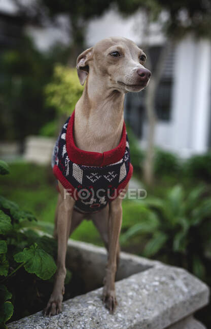 Italian Greyhound dog standing with wool sweater gazing away — Stock Photo