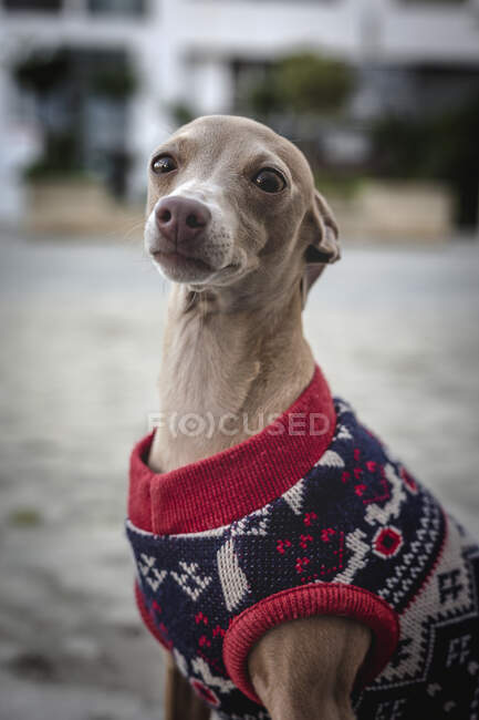 Divertente cane italiano levriero che gioca nel parco. Con maglione e cappello di lana — Foto stock