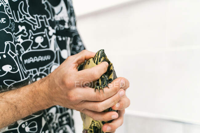 Crop medico veterinario maschile irriconoscibile visita piccola tartaruga durante la procedura di controllo in clinica veterinaria — Foto stock