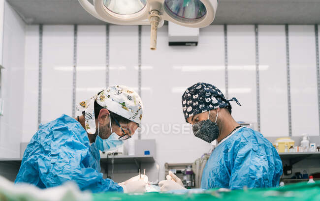 Vétérinaire professionnel compétent avec assistant en vêtements de protection et masques opérant sur un patient animal en salle d'opération avec lampe chirurgicale — Photo de stock