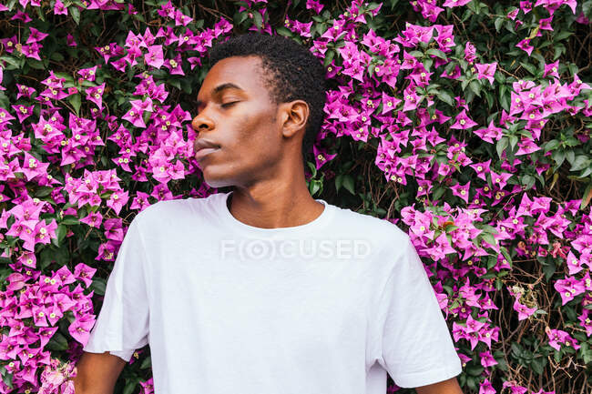 Low angle of carefree African American male enjoying aromatic scent of bougainvillea pink flowers in summer park — Stock Photo