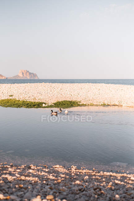 Anatre che galleggiano su acqua pulita di stagno vicino a mare a tramonto in estate — Foto stock