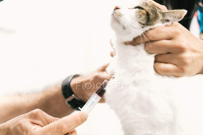 Crop anonymous vet doctor with syringe taking blood sample from cat during examination in veterinary clinic — Stock Photo