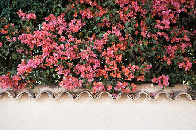 Куст с цветущими розовыми цветами и зелеными листьями растет за каменным забором в городе летом — стоковое фото
