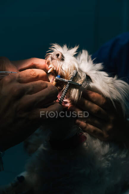 Crop anonymous vet doctor treating teeth of white fluffy dog with metal gag in opened mouth — Stock Photo