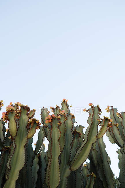 From below of green Euphorbia candelabrum with fruits growing on background of blue sky — Stock Photo