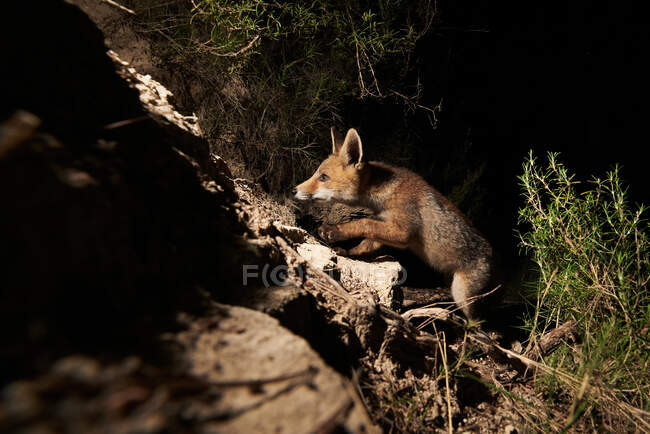 Bel cucciolo di volpe da solo nella foresta — Foto stock