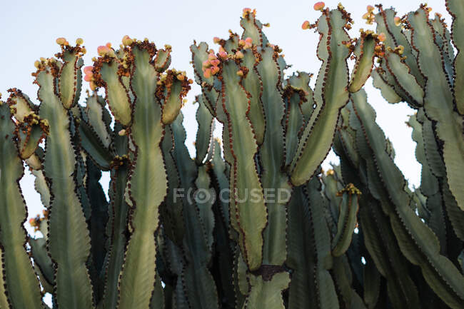 From below of green Euphorbia candelabrum with fruits growing on background of blue sky — Stock Photo