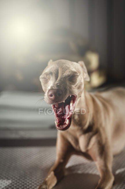 Cão-cinzento italiano descansando na cama em casa — Fotografia de Stock