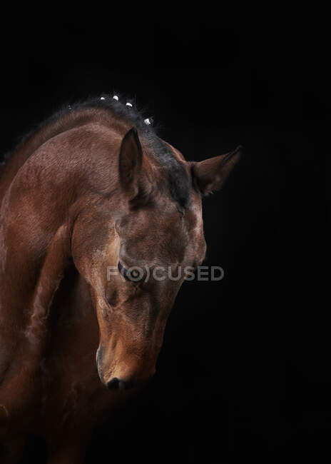 Vista lateral do focinho do cavalo castanho com crina criativa sobre fundo escuro no clube equino — Fotografia de Stock