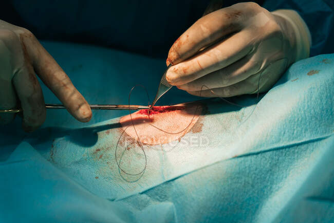 Crop anonymous veterinarian surgeon with professional tools cutting thread after stitching wound on animal patient covered with sterile surgical drape in operating room — Stock Photo