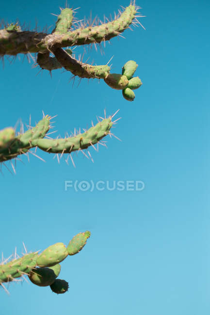 Низький кут зеленої опунції з шипами, що ростуть на тлі блакитного безхмарного неба в сонячний день — стокове фото