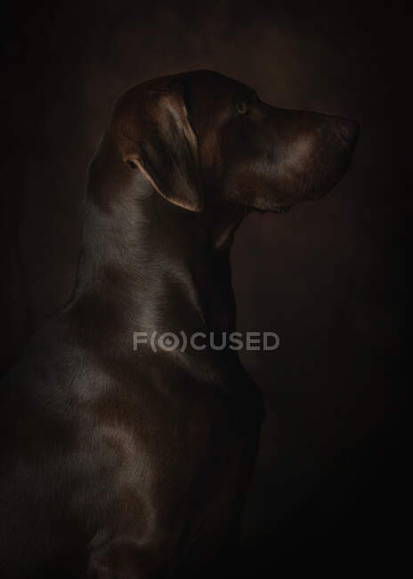 Porträt eines schönen braunen Hundes auf dunklem Hintergrund — Stockfoto