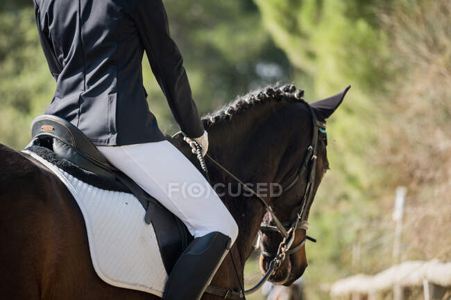 Cultivado jinete hembra irreconocible montar caballo de castaño en arena arenosa durante doma en el club equino - foto de stock