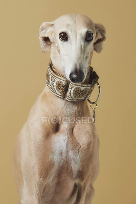 Portrait de chien de race Greyhound élégant sur fond brun — Photo de stock