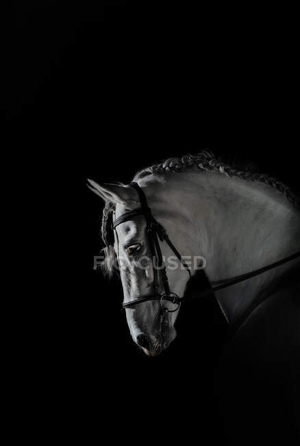 Vista lateral do focinho de cavalo branco em arnês em pé sobre fundo escuro — Fotografia de Stock