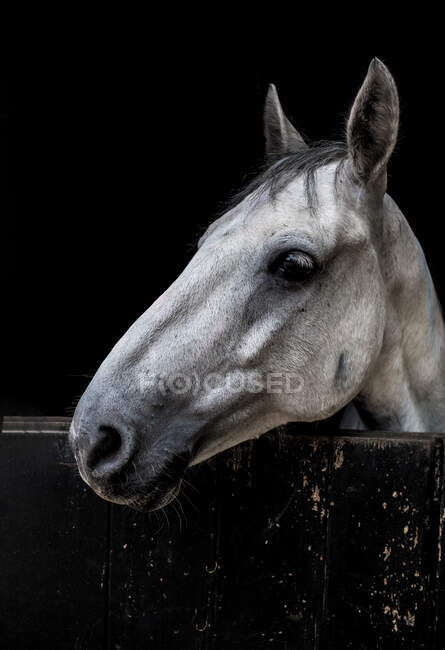 Muzzle of white horse standing behind wooden fence in stable in countryside on black background — Stock Photo