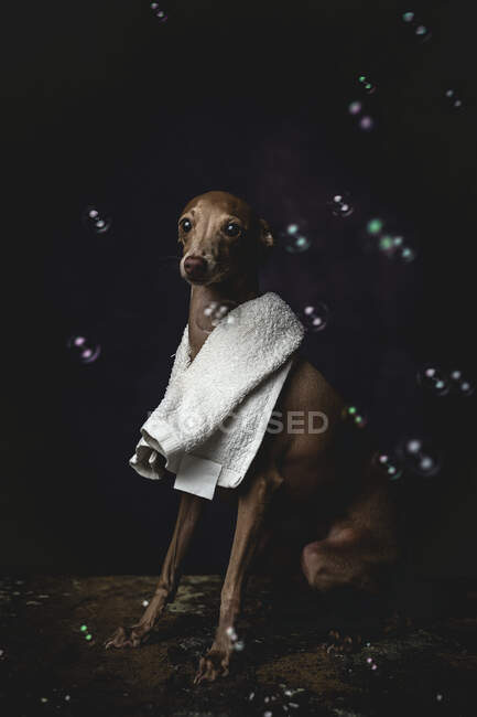 Adorable perro piccolo italiano pequeño con toalla preparándose para el baño sobre fondo oscuro lleno de burbujas de jabón - foto de stock