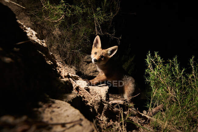 Netter Fuchswelpe allein im Wald — Stockfoto